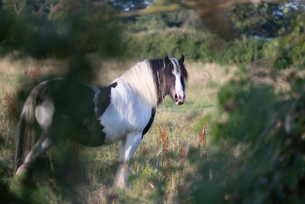 a brown horse standing on top of a lush green field