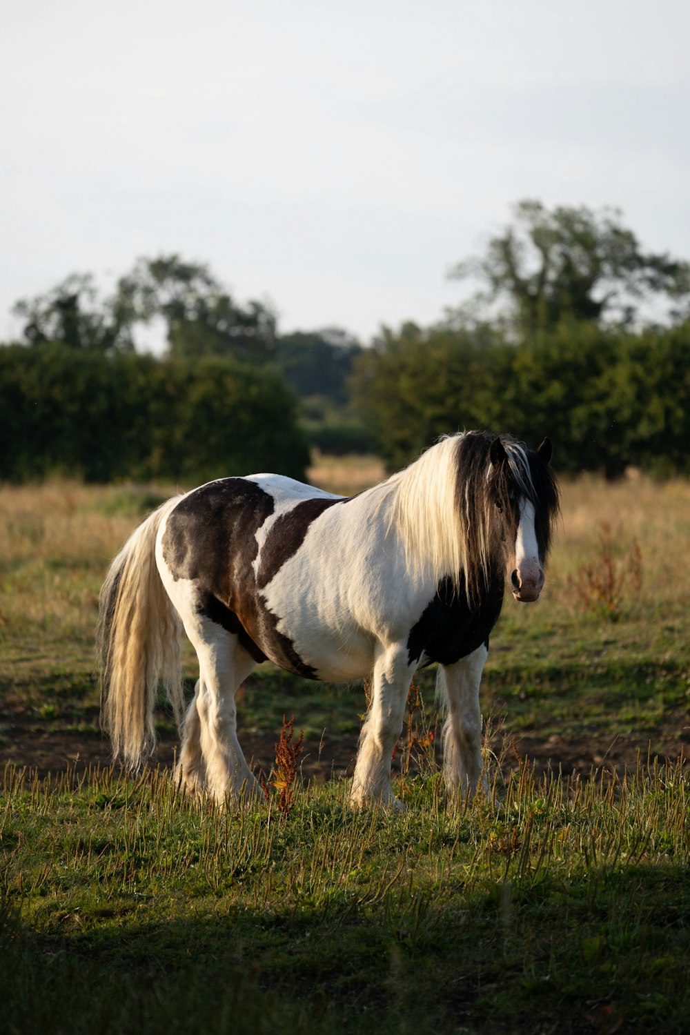 ein Pferd, das auf einem grasbedeckten Feld steht