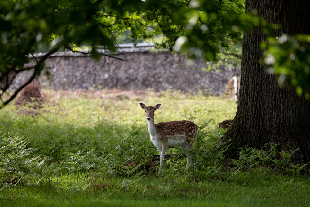 a deer standing on a lush green field