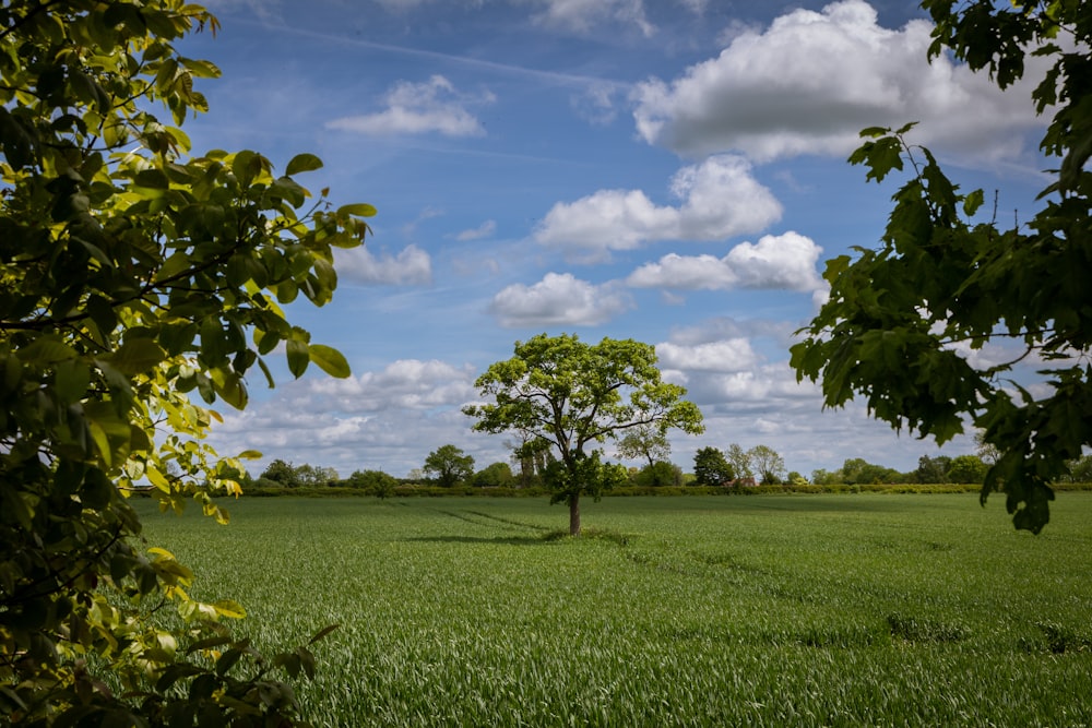 a large green field with trees in the background