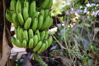 a bunch of green bananas