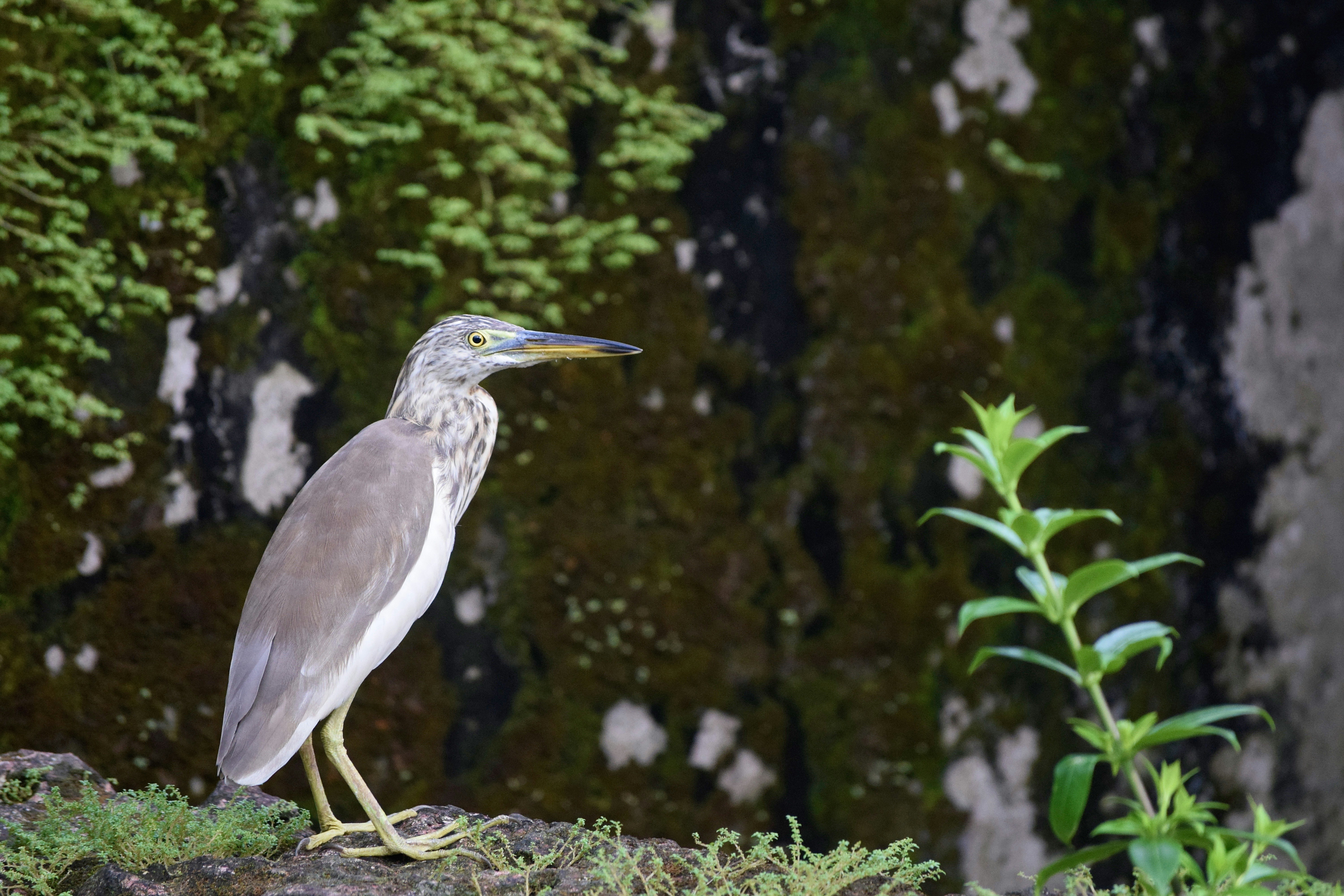 Photo by praswinprakashan