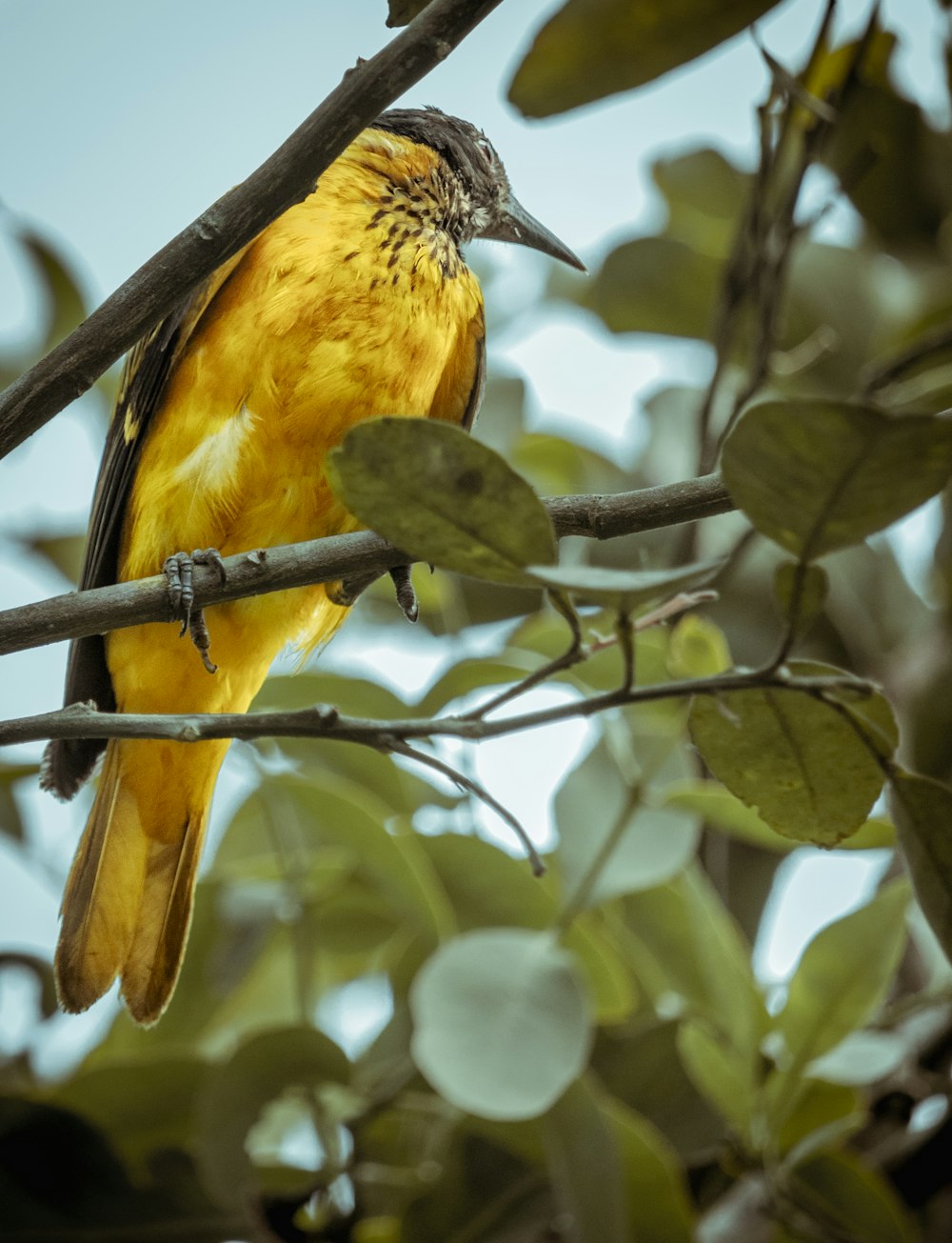 a yellow bird perched on a tree branch