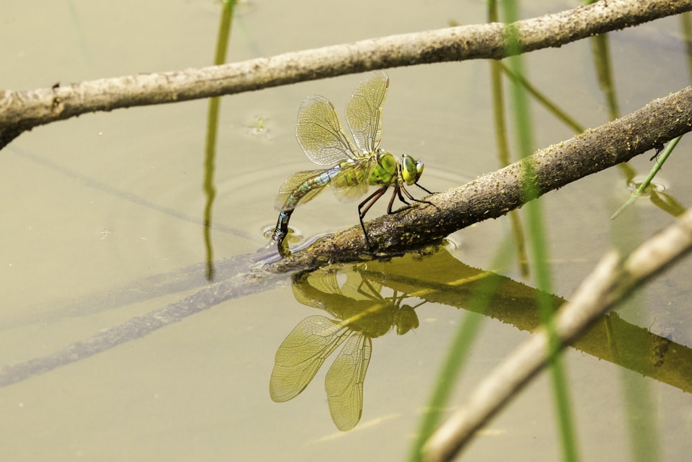 a dragonfly on a leaf