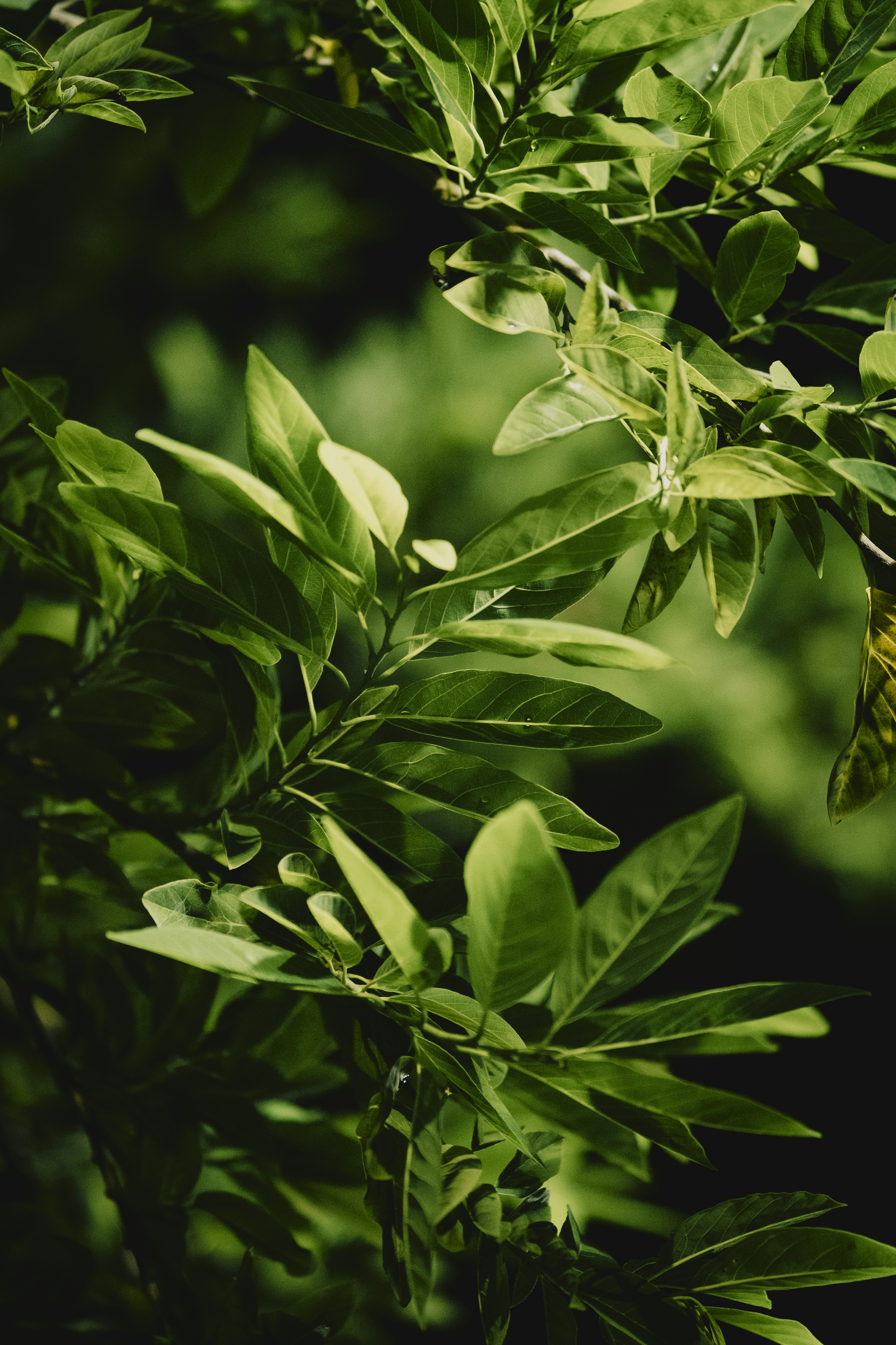 Photo by rohit_kumar_21