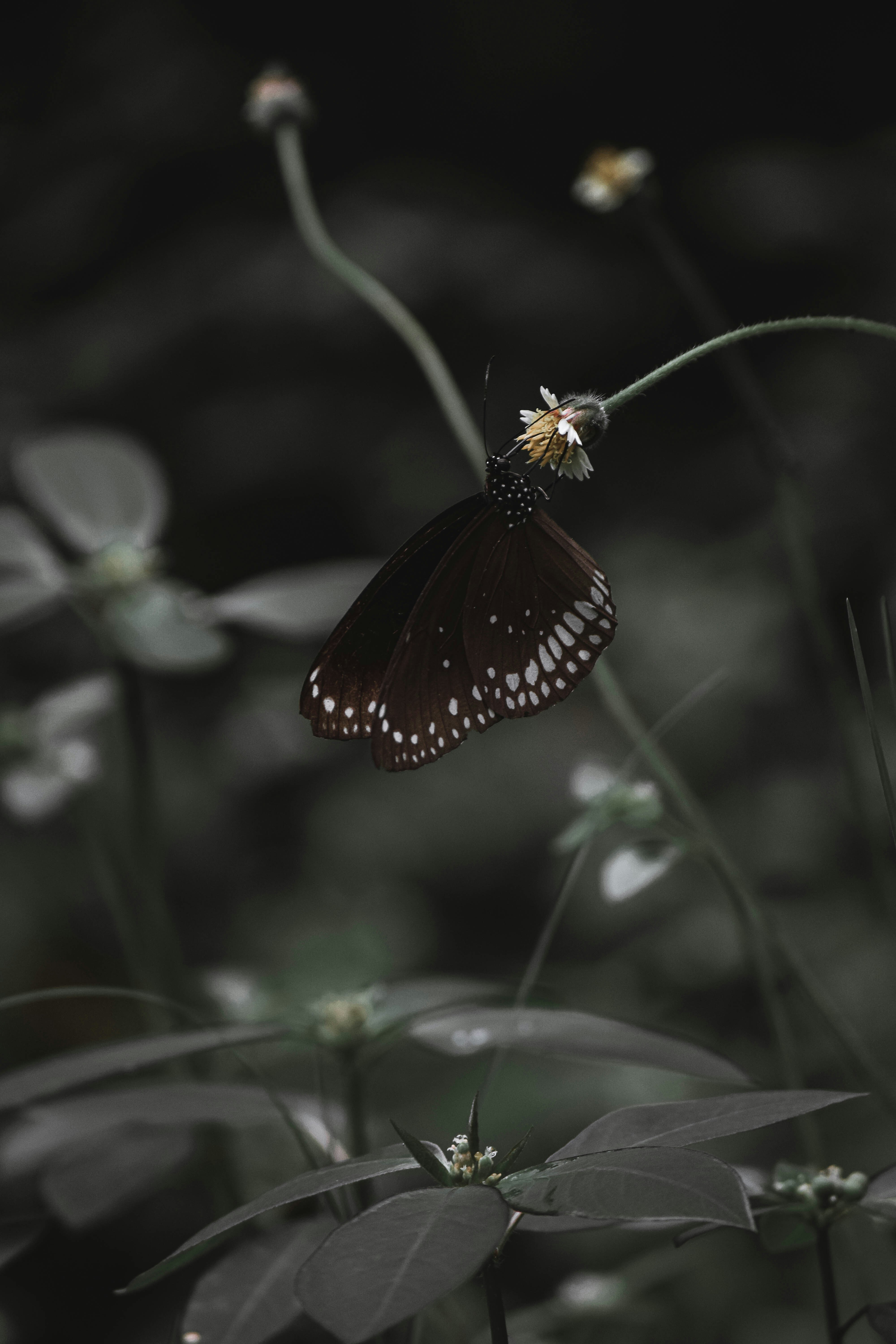 Photo by kamal_anand