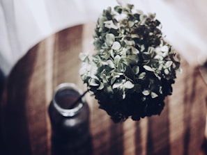 Subtle golden champagne light reflecting off a polished surface next to a delicate green plant