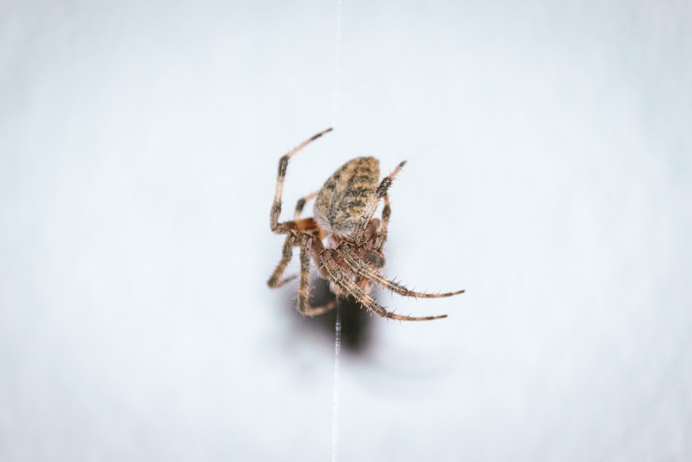 a spider on a white surface