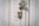 A spider hanging upside down from its web, with a blurred background that appears to be a neutral-colored wall. The spider's body is detailed with patterns and small hairs.