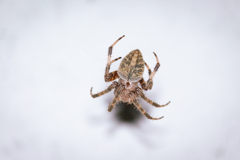 a spider on a white surface