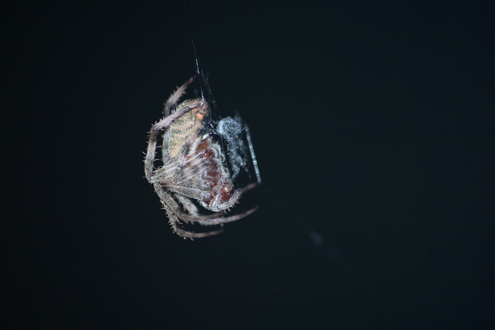 a jellyfish in the water