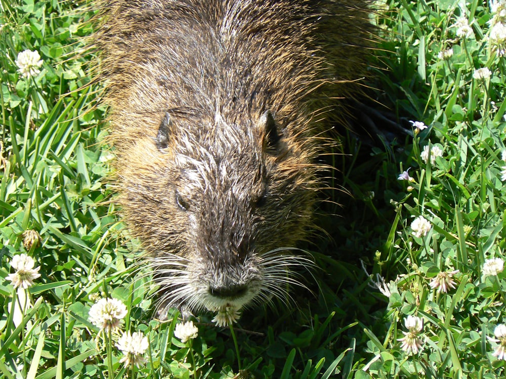 a porcupine in grass