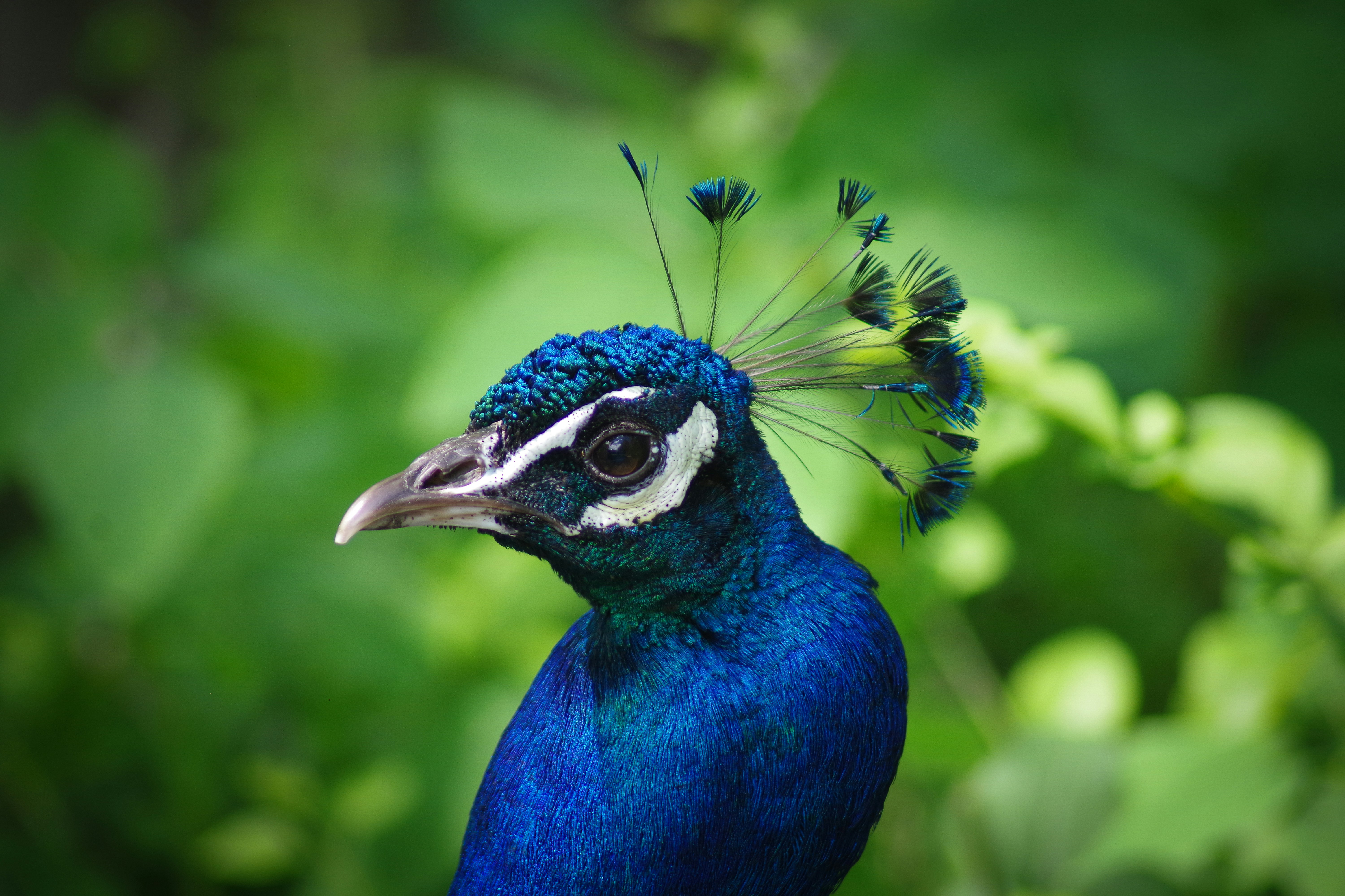 Peacock at the Bronx Zoo. 