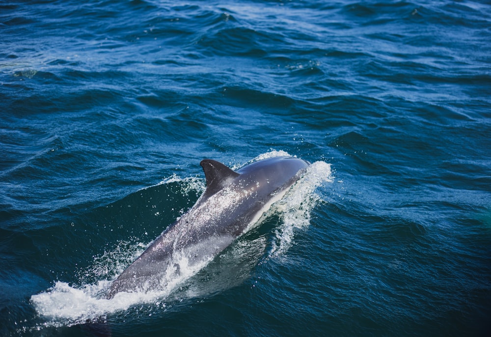 a whale in the water