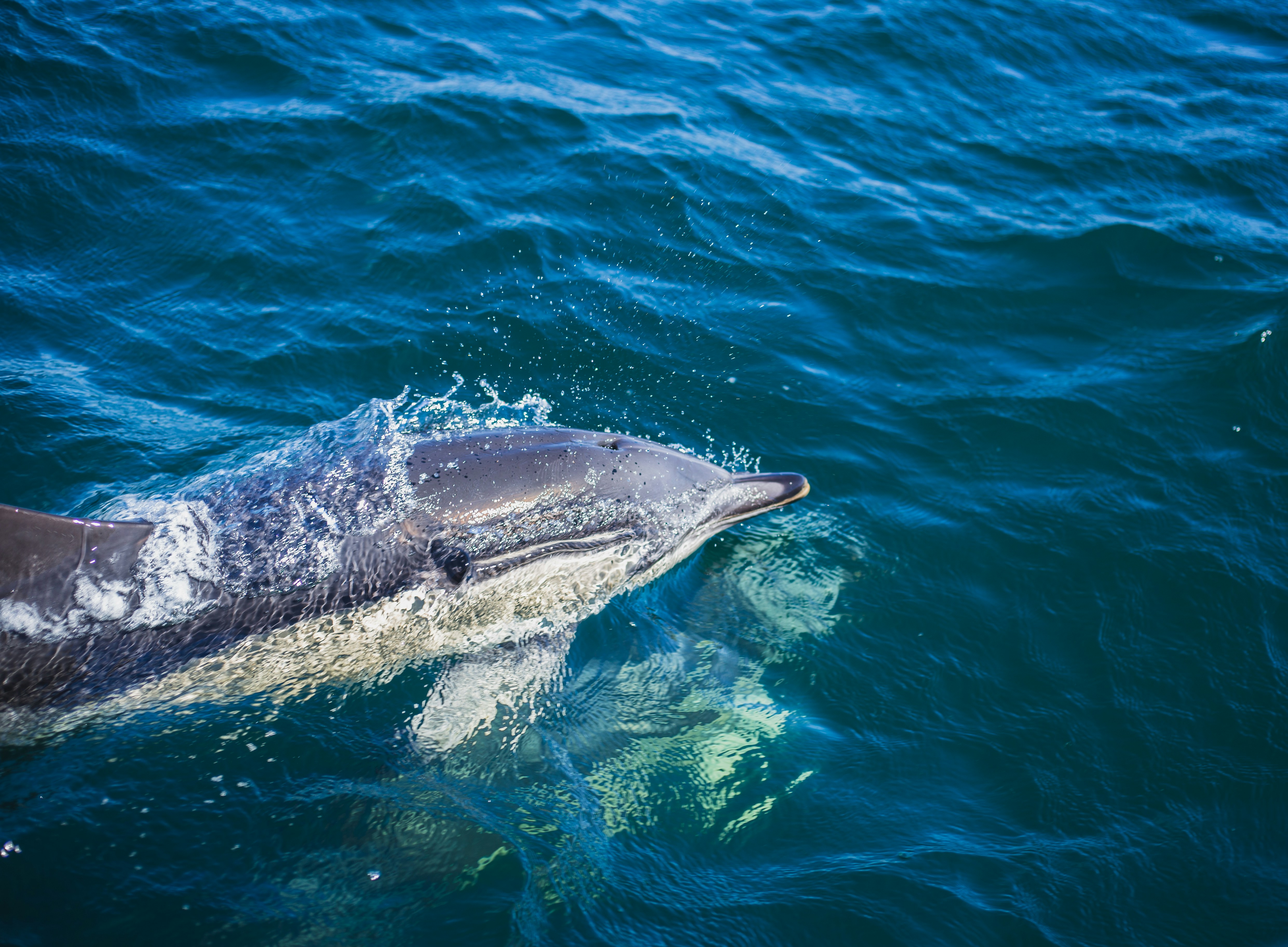 a dolphin swimming in the water