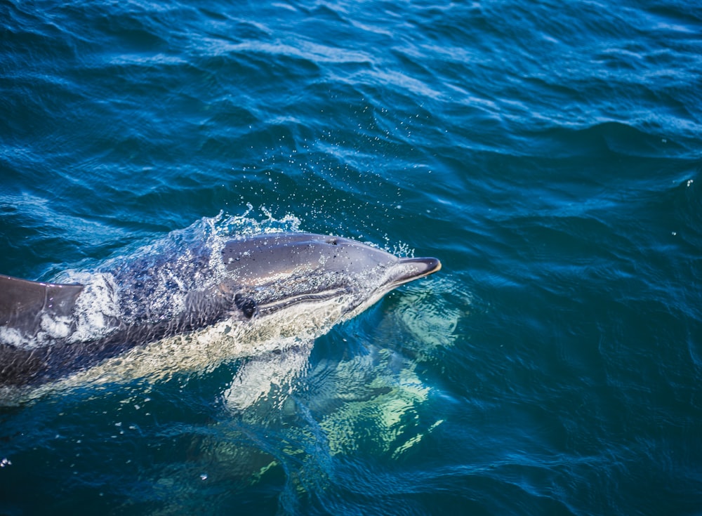 a dolphin swimming in the water