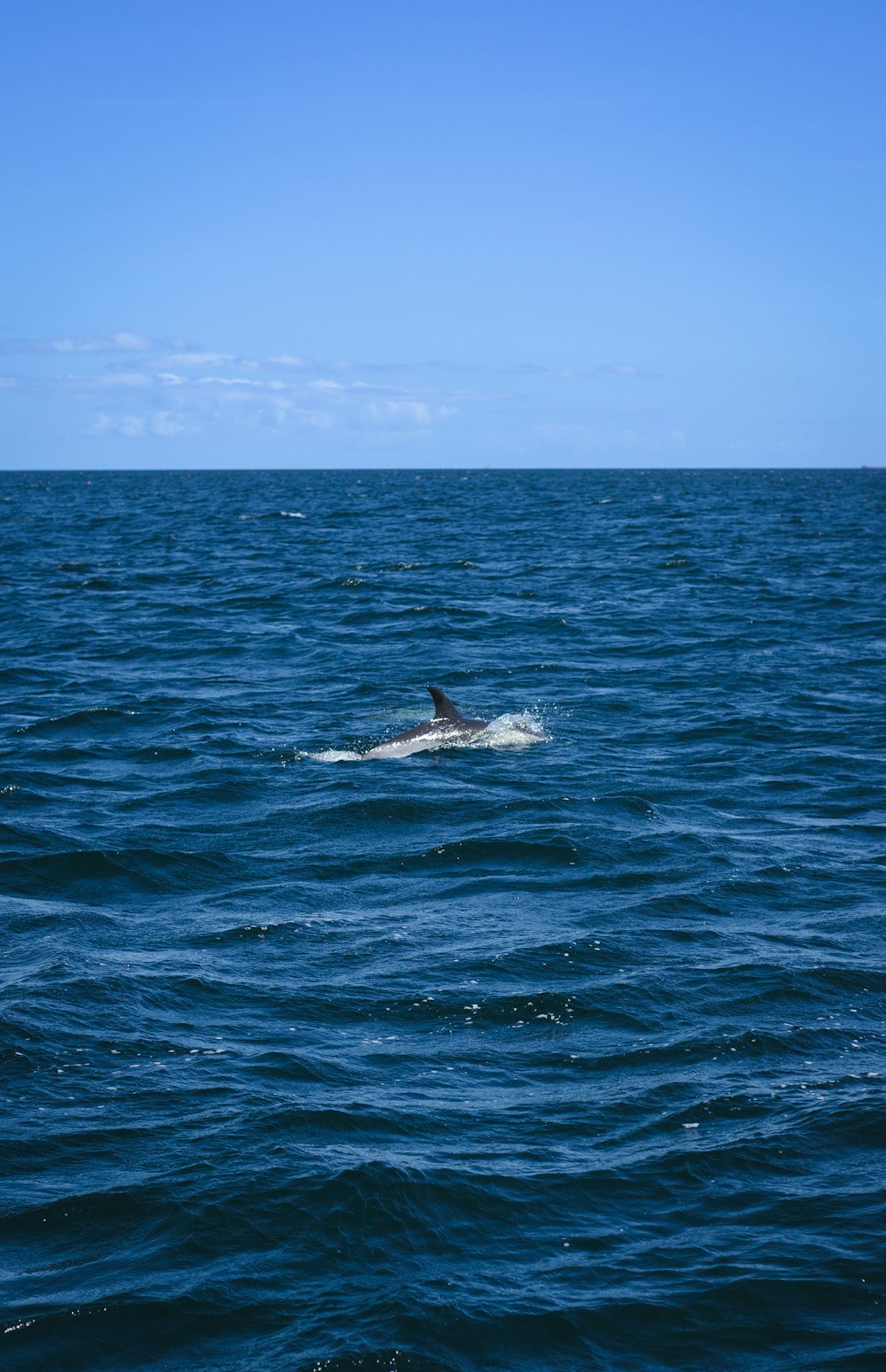 a dolphin swimming in the ocean