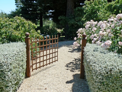 A charming pathway lined with decorative shrubs.