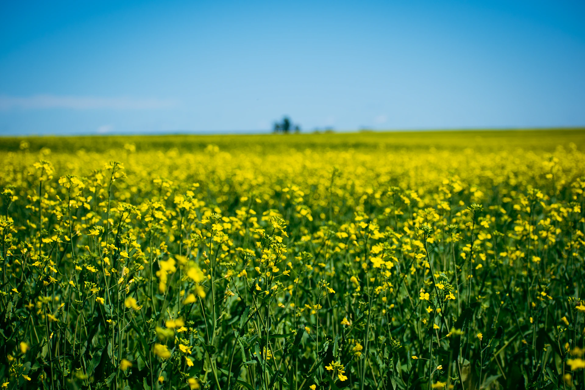 a field of yellow flowers