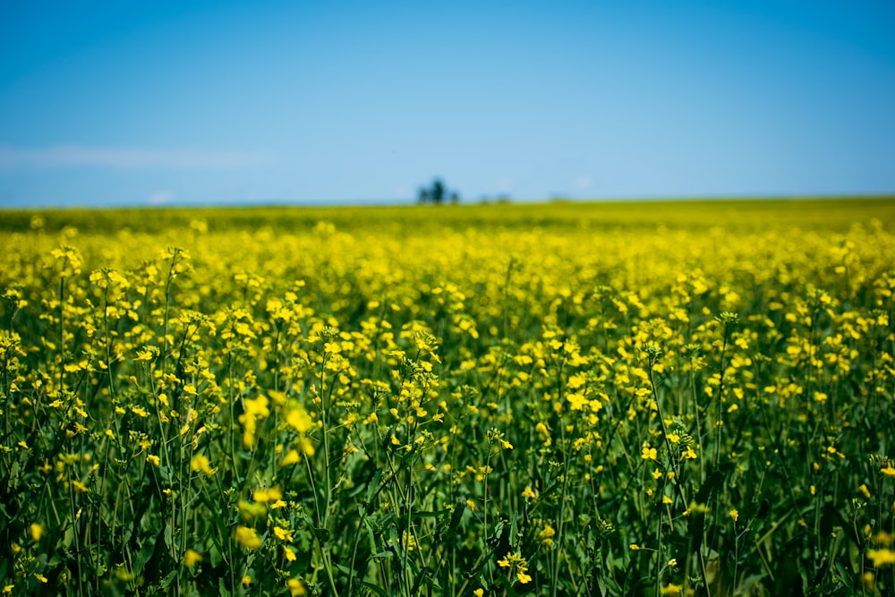 a field of yellow flowers