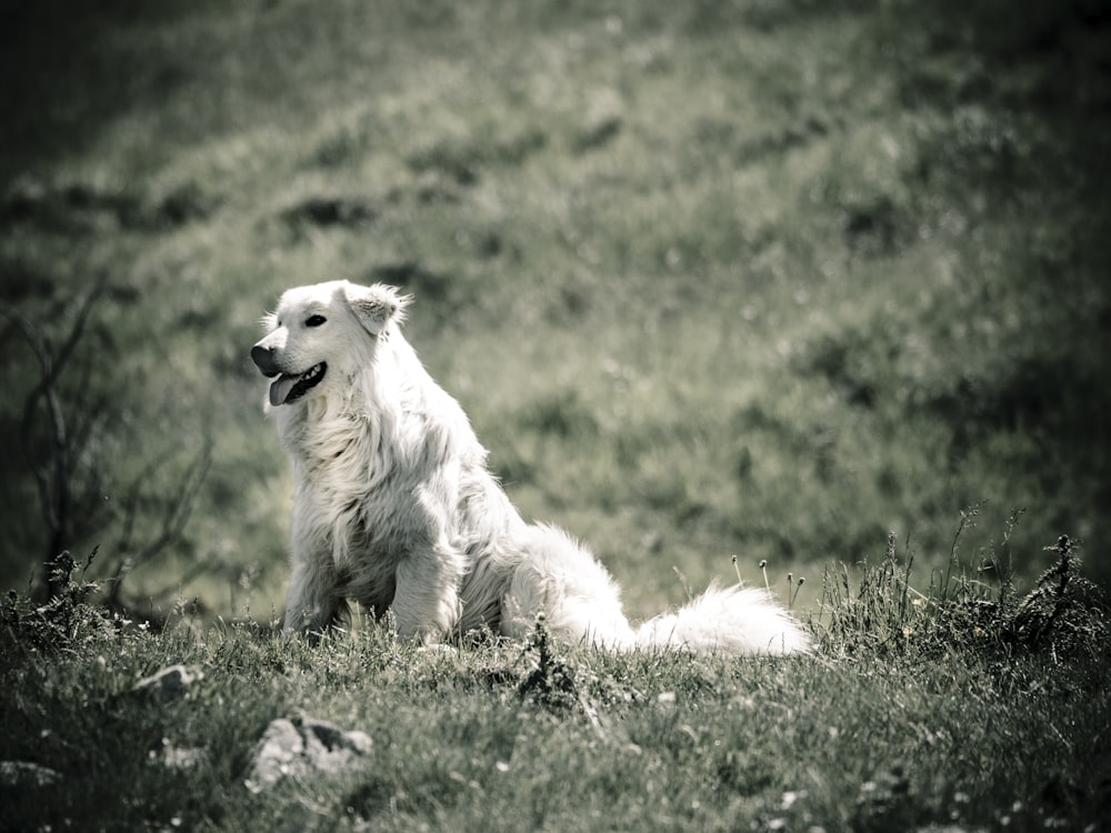 a white dog sitting in the grass