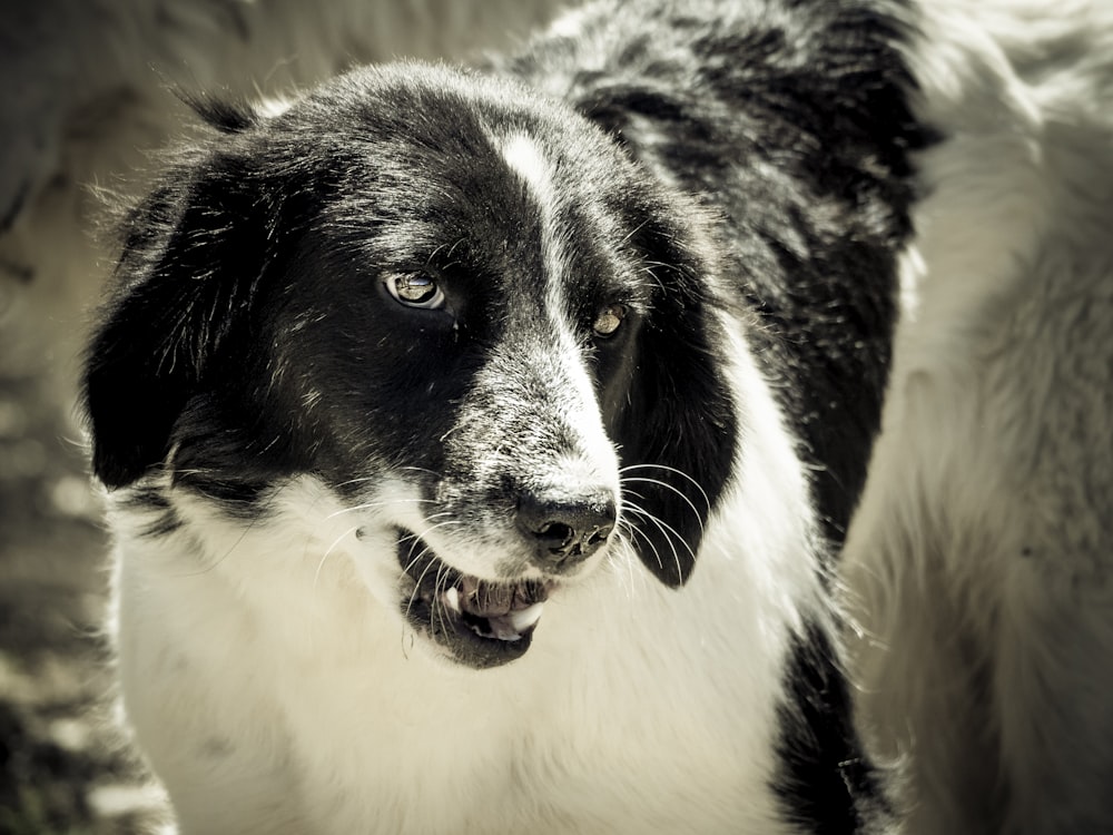 a black and white dog