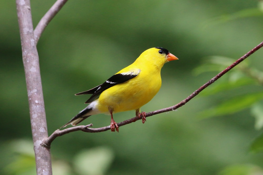 a yellow bird on a branch