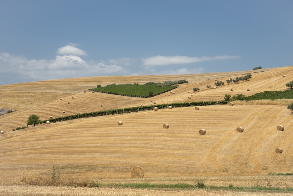 a field of hay bales