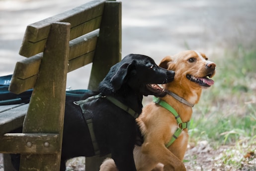 Two dogs wearing harnesses are beside a wooden bench outdoors. The black dog and the tan dog appear to be happy and relaxed, surrounded by greenery.