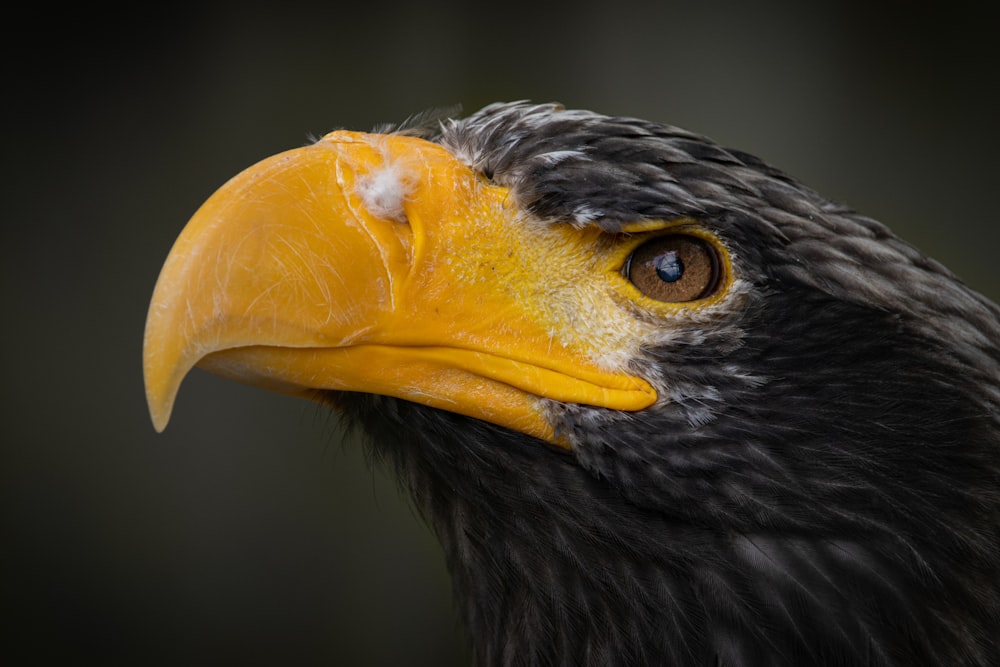 Nahaufnahme eines Vogels