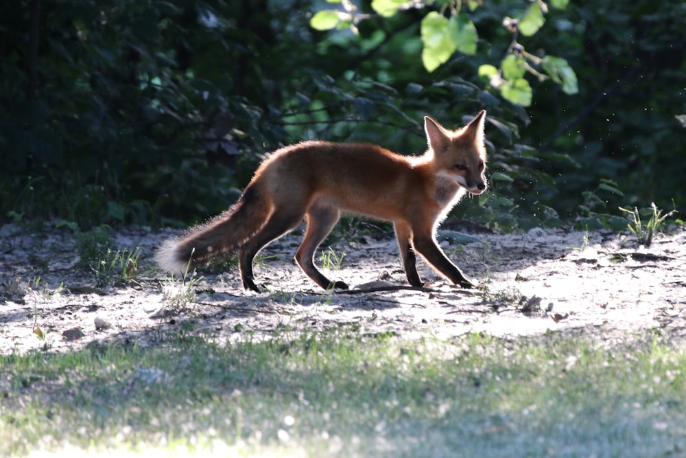a fox running on a dirt path