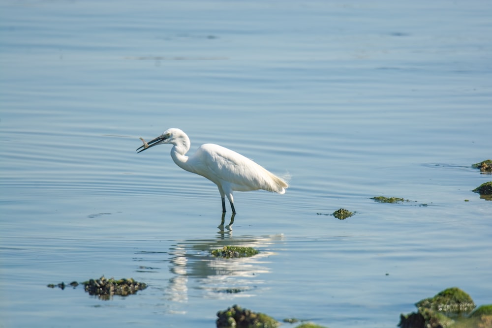 a white bird standing in water