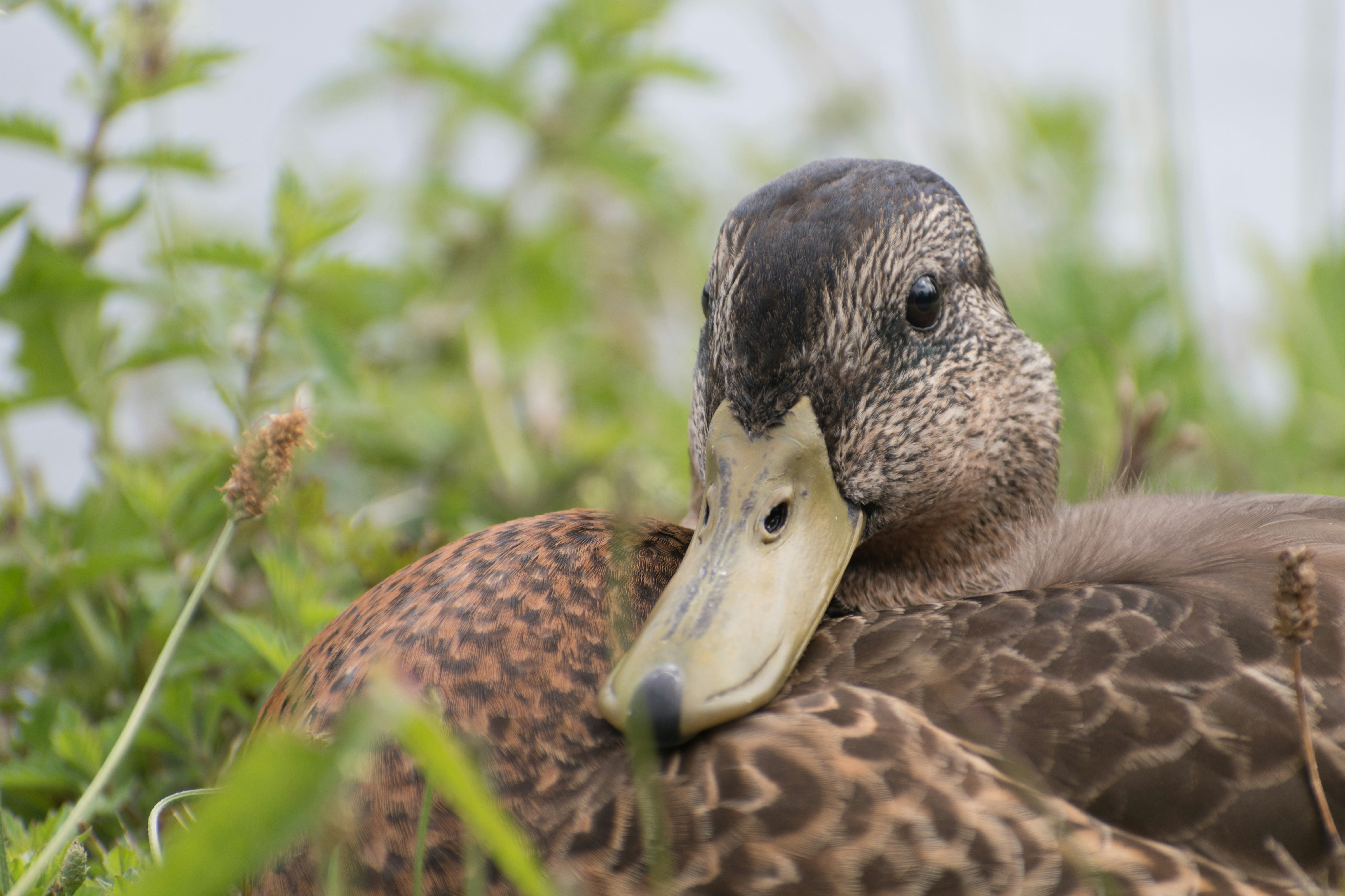 Sleep-Inducing Environment