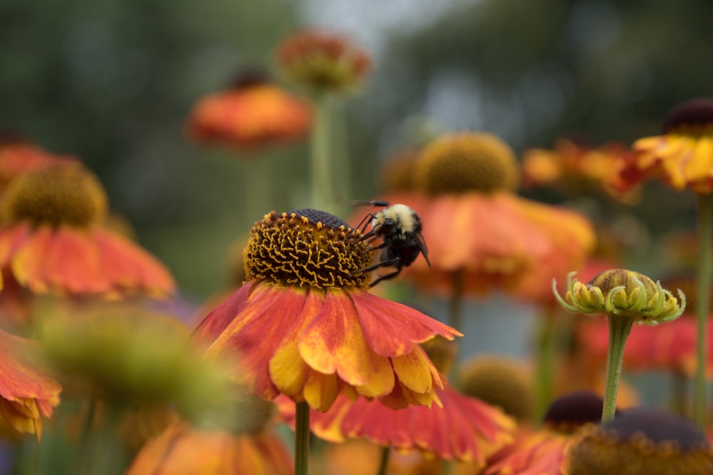 a bee on a flower