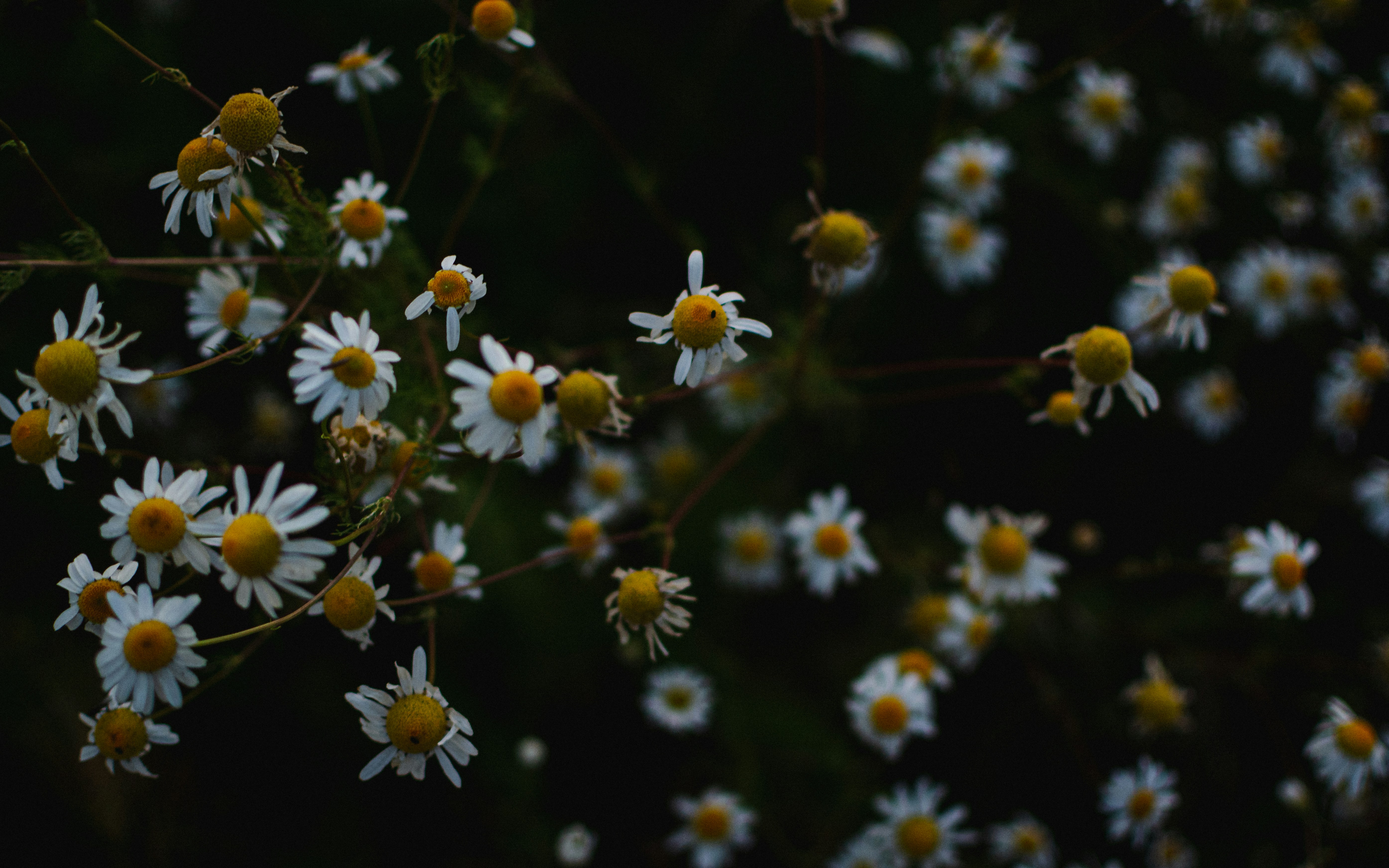 Photo by damianwolski