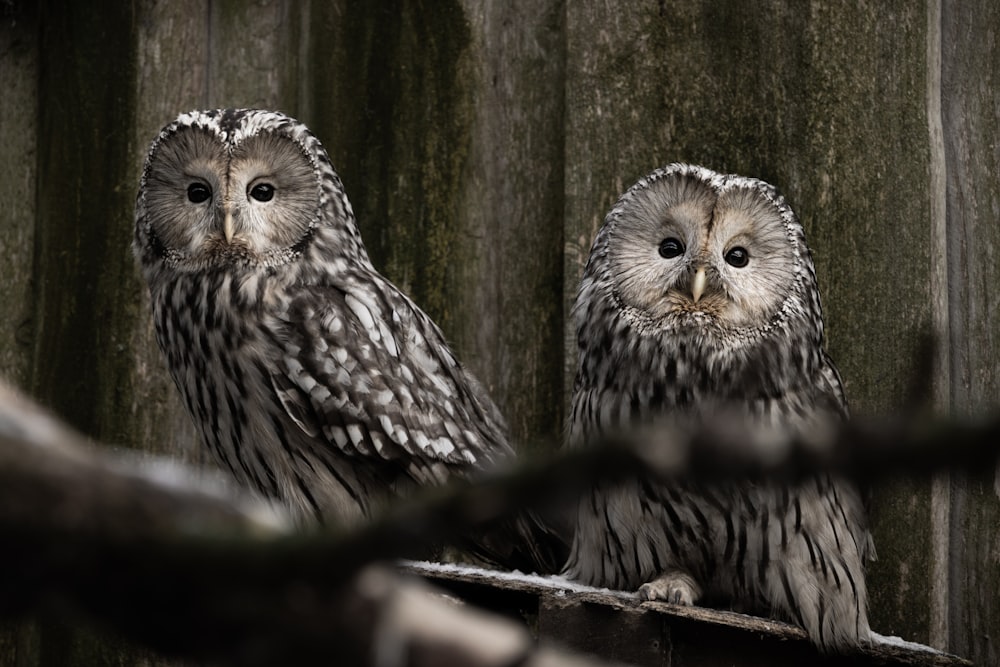 two owls sitting on a branch