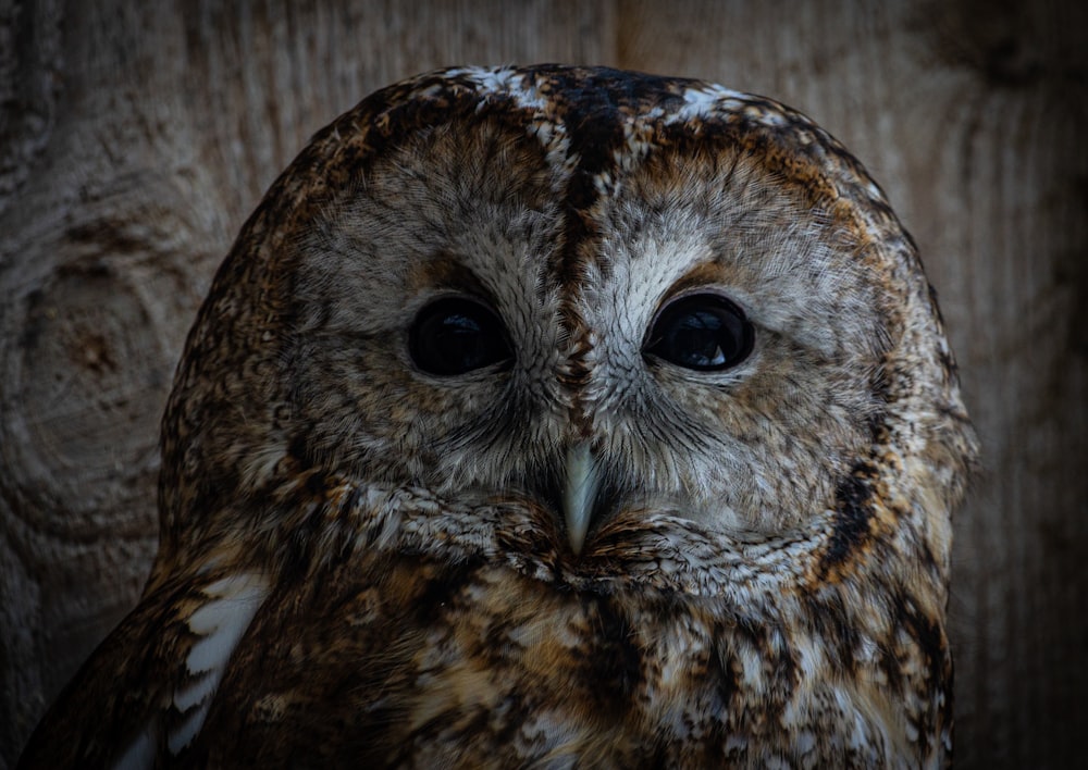 a close up of an owl