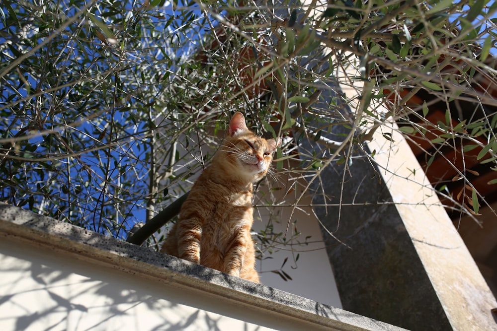 屋根の上に座っている猫