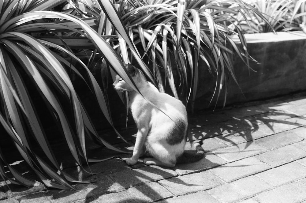 a monkey climbing on a tire