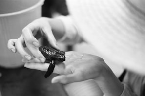 A person gently holds a small sea turtle in their hands, capturing a moment of care and interaction with marine life. The image is in black and white, emphasizing texture and detail in both the turtle's shell and the person's hands.
