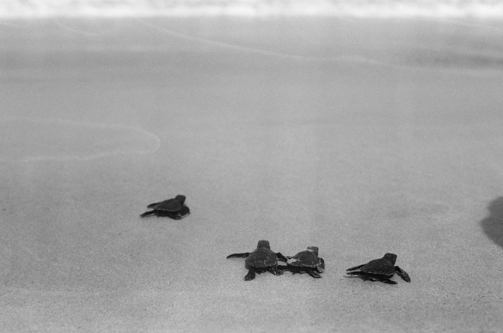 a group of black birds on a white surface