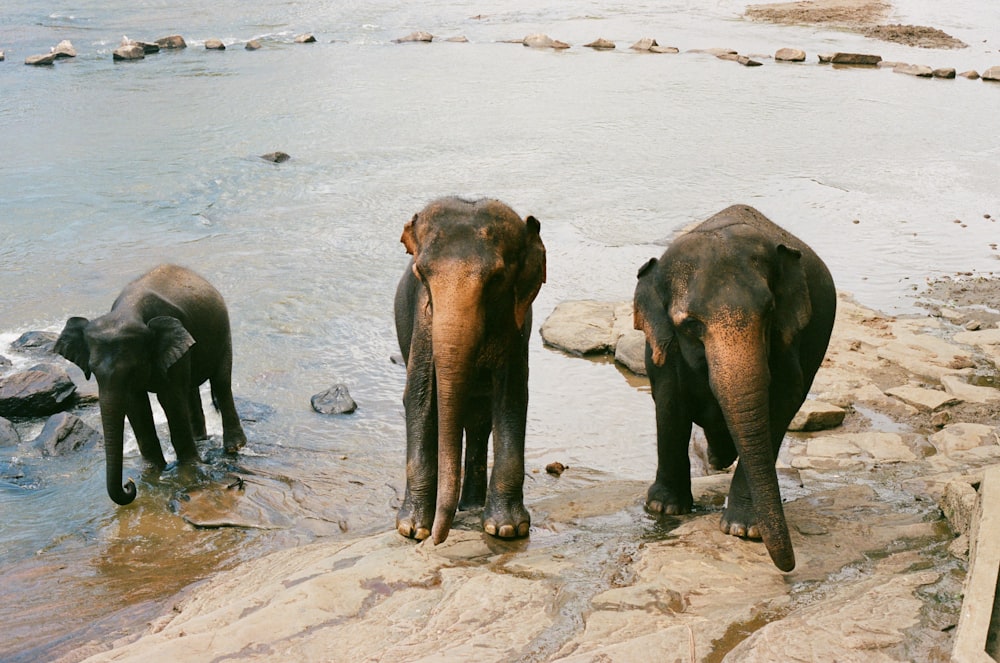 elephants walking in water