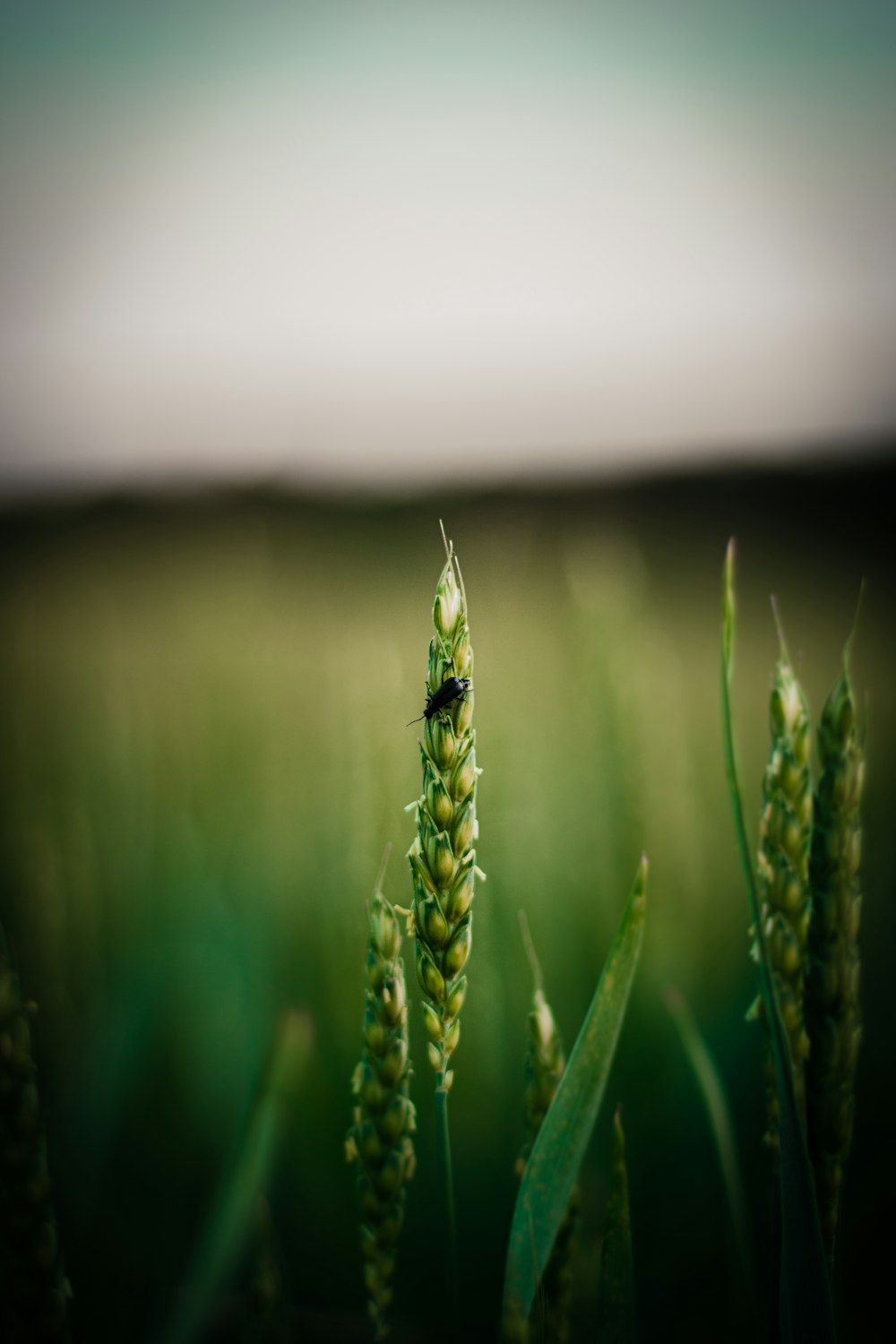 a bug on a plant