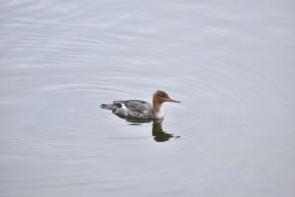 a duck swimming in water