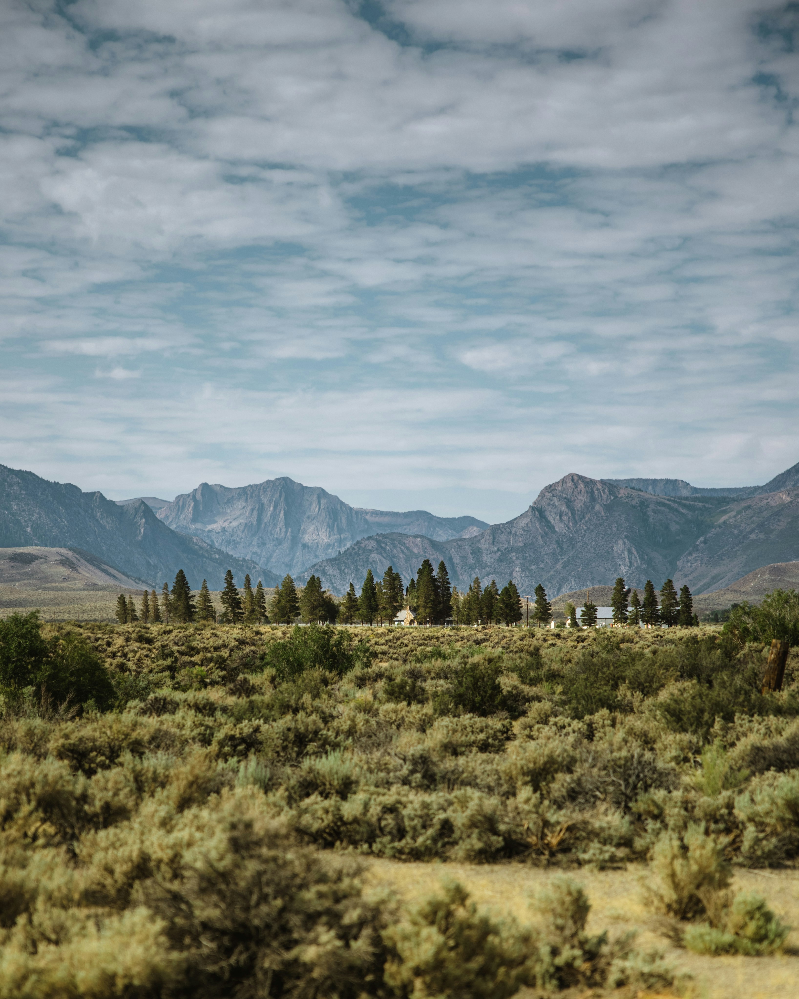 uma paisagem com árvores e montanhas ao fundo