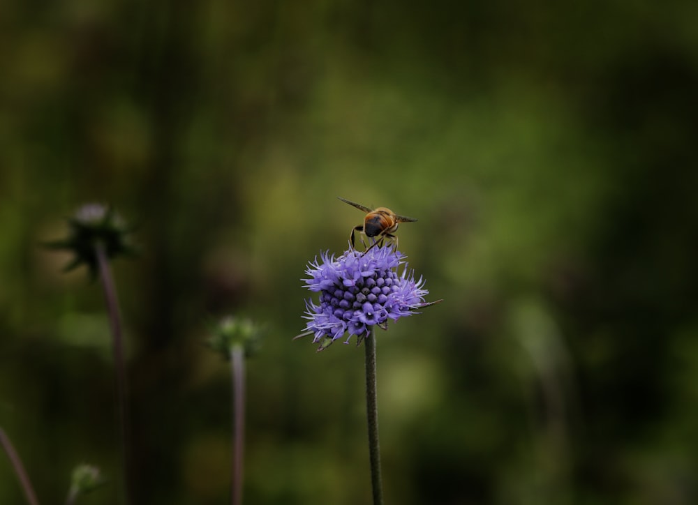 a bee on a purple flower