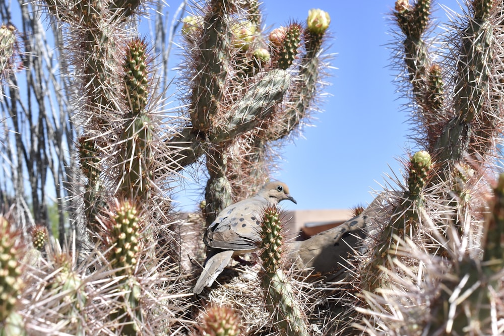 a bird sitting on a cactus