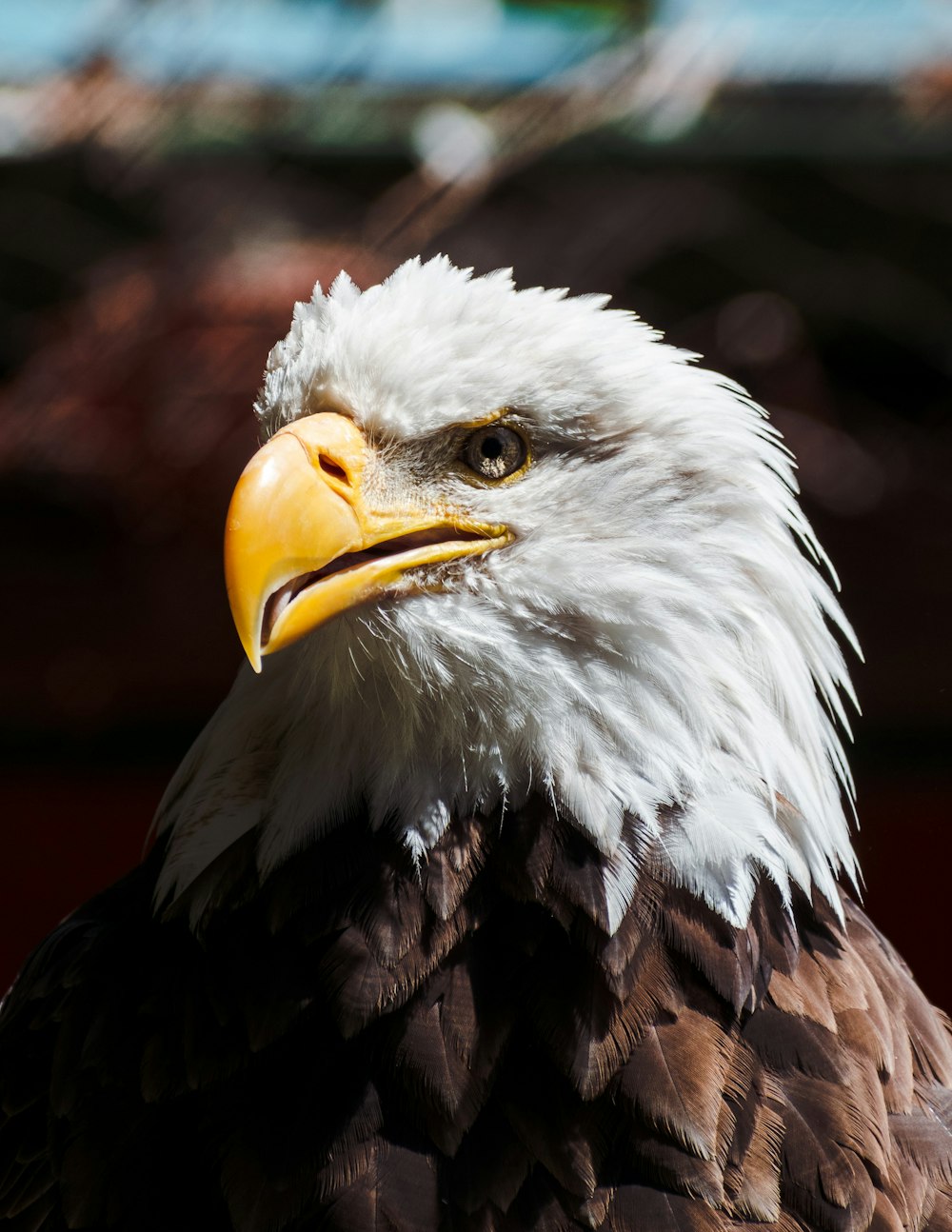 a bald eagle with a yellow beak