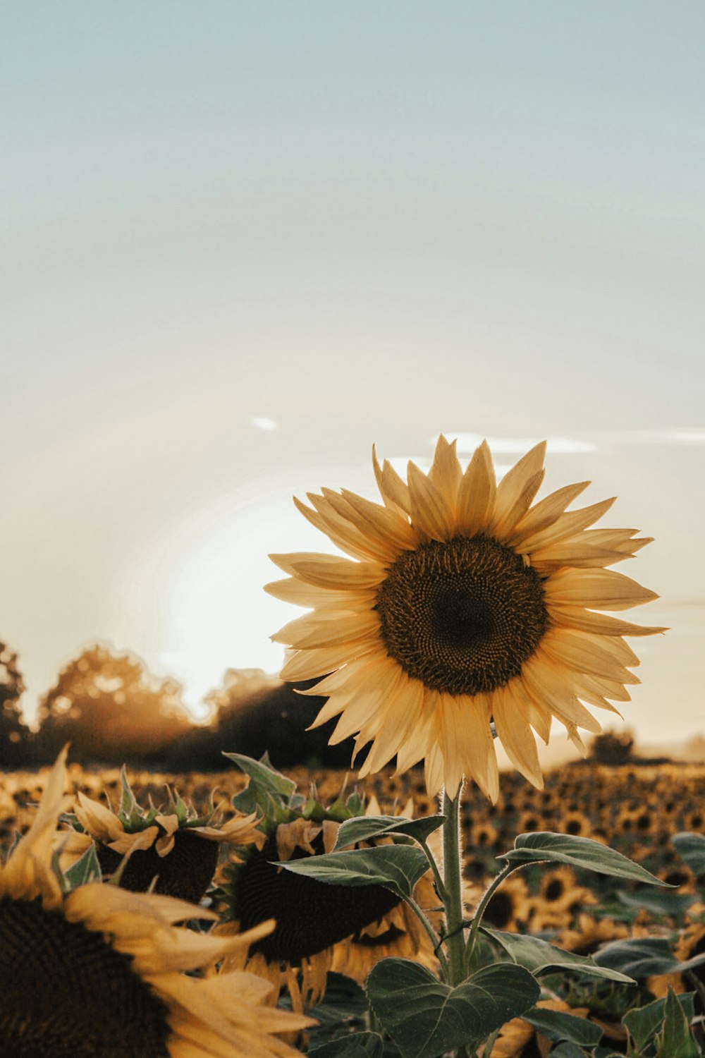Foto zum Thema Eine Sonnenblume auf einem Feld – Kostenloses Bild