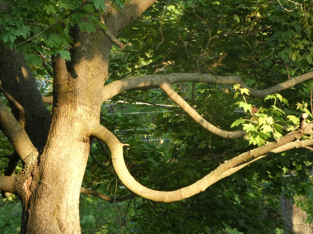Un árbol con muchas ramas